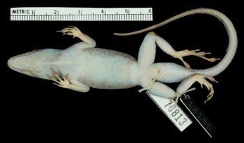Media type: image;   Herpetology R-70813 Aspect: ventral